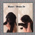 Hane Brun 2v.jpg